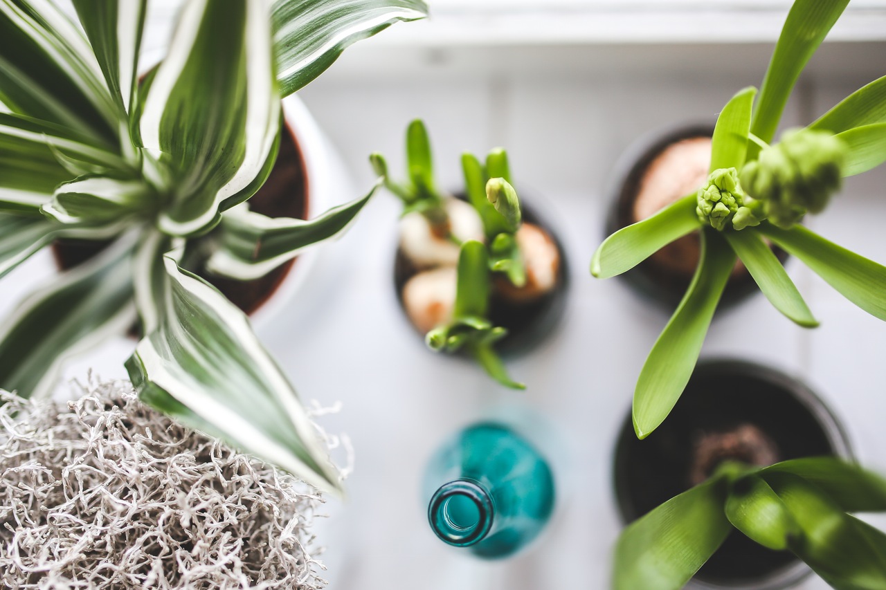 Quelles plantes peut-on avoir dans un appartement ?