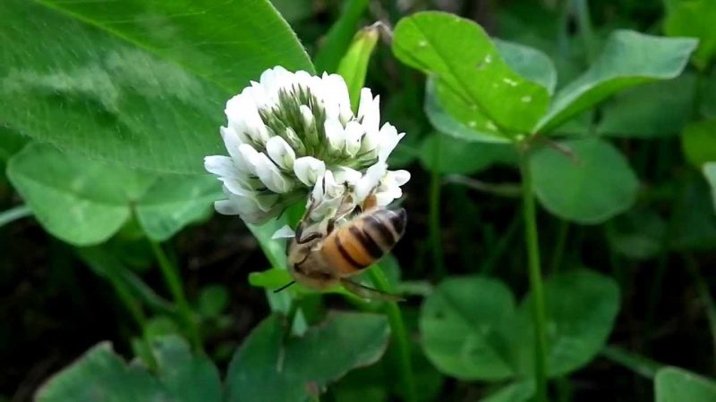Comment recevoir les graines de trèfles pour les abeilles